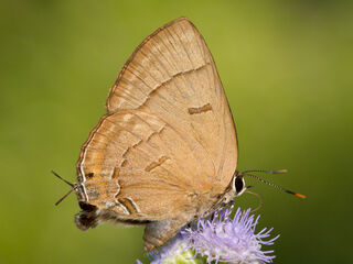 Rapala pheretima petosiris