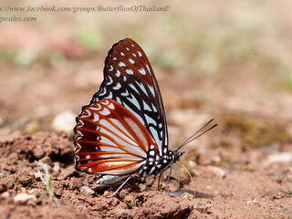 Hestinalis nama nama