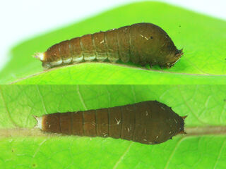 Graphium arycles arycles