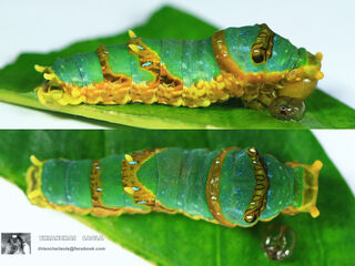 Papilio demolion demolion