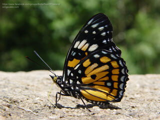 Sephisa chandra chandra