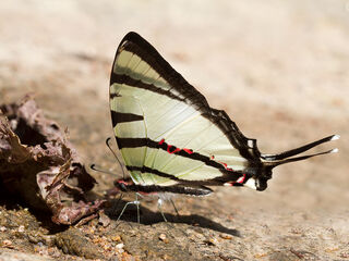 Graphium agetes agetes