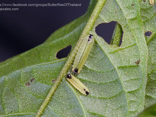 Flos apidanus ahamus