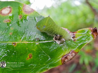 Graphium sarpedon luctatius