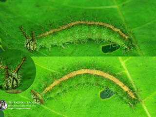 Ariadne merione tapestrina