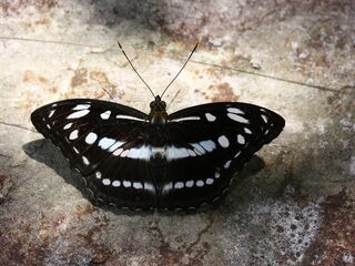 Limenitis asura idita