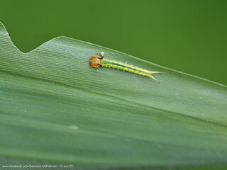 Elymnias dara darina