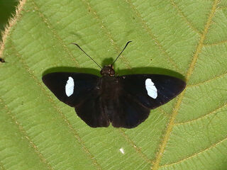 Charmion ficulnea queda