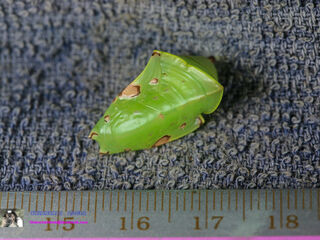 Euthalia lubentina lubentina