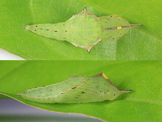 Appias lyncida eleonora