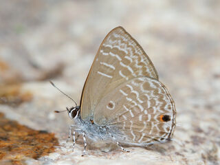 Anthene lycaenina lycambes