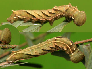 Pantoporia hordonia hordonia