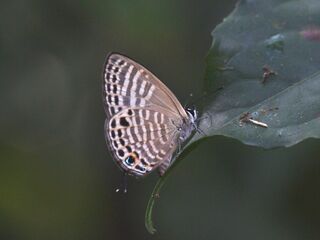 Nacaduba angusta kerriana