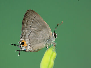 Pratapa icetoides icetoides