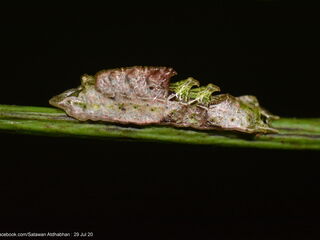 Suasa lisides suessa