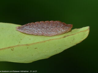 Dacalana burmana burmana