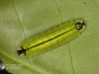 Flos anniella yunnanensis