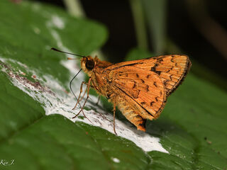 Hesperiidae (วงศ์ผีเสื้อบินเร็ว)