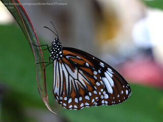 Danaus affinis malayana
