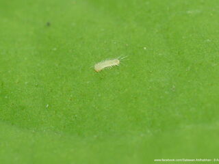 Heliophorus epicles tweediei