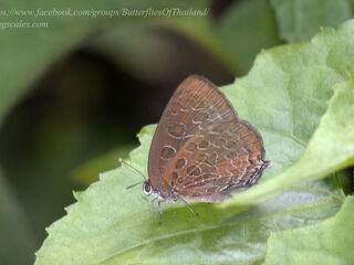 Arhopala varro selama