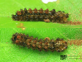 Rapala dieneces dieneces