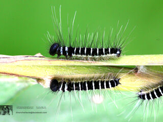 Discophora sondaica zal