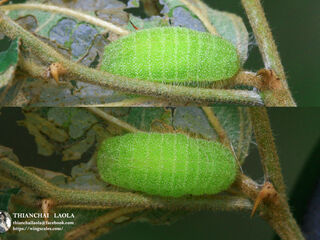 Castalius rosimon rosimon