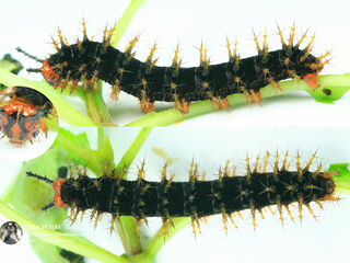 Hypolimnas bolina jacintha