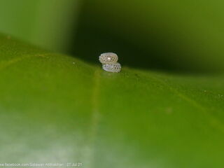 Charana mandarina splendida