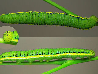 Catopsilia pyranthe pyranthe