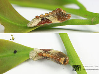 Tajuria cippus cippus