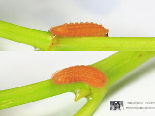 Iraota timoleon timoleon