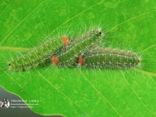 Simiskina phalia potina