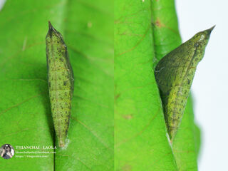 Eurema hecabe hecabe