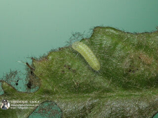 Arhopala paraganesa zephyretta