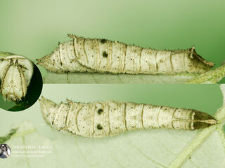 Neptis nashona aagaardi