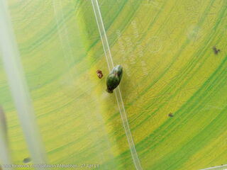 Tajuria mantra mantra