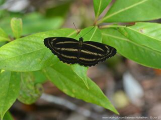 Neptis anjana decerna
