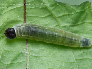 Celaenorrhinus nigricans nigricans