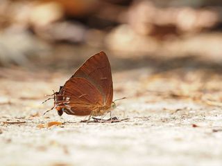 Remelana jangala ravata