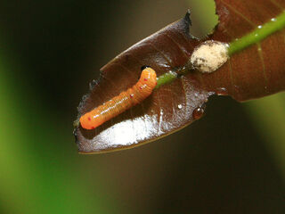 Euploea doubledayi doubledayi