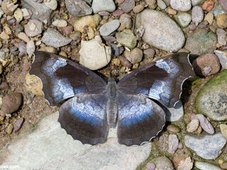 Laringa horsfieldi glaucescens