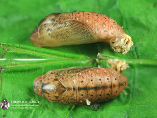 Arhopala atosia jahara
