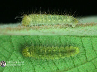 Abisara bifasciata angulata