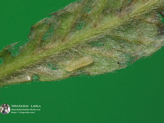 Callenya melaena melaena