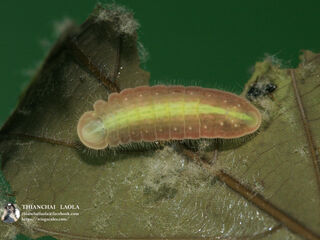 Arhopala arvina aboe