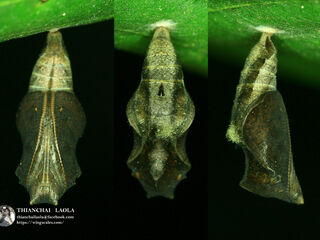 Ariadne merione tapestrina