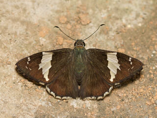 Lobocla liliana liliana