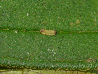 Semanga superba deliciosa